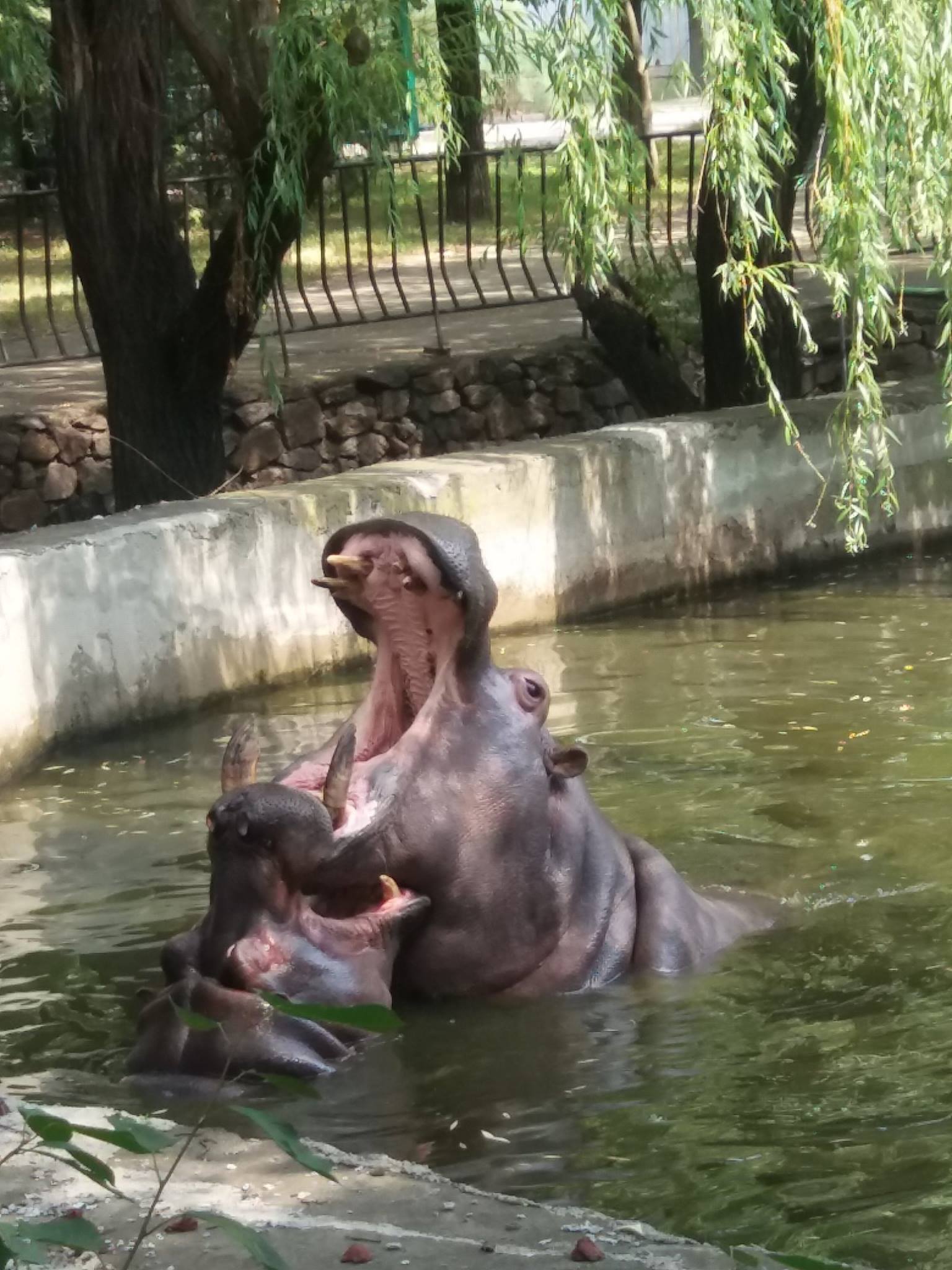 Як голубляться бегемоти в Миколаївському зоопарку - фото 6