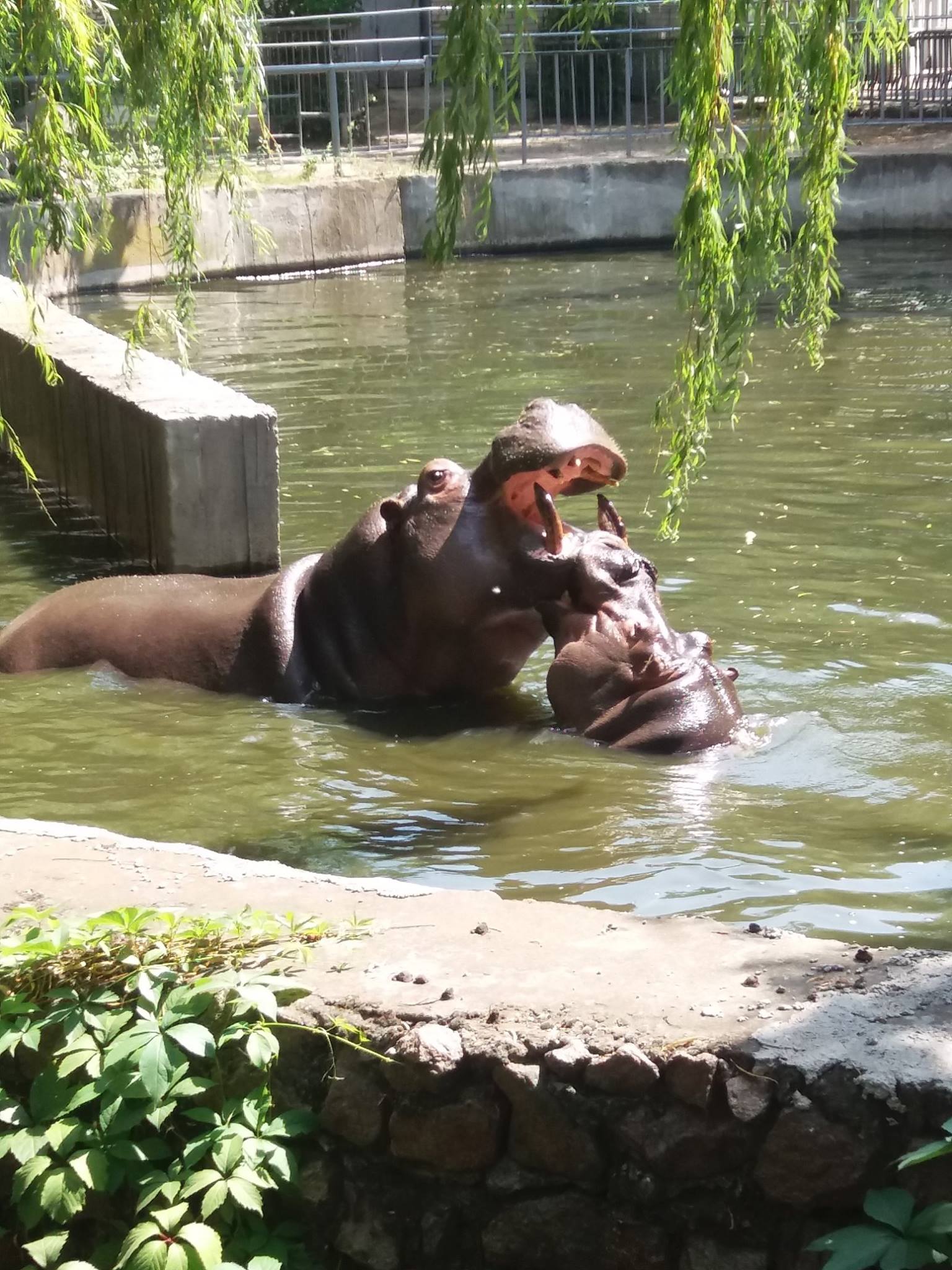 Як голубляться бегемоти в Миколаївському зоопарку - фото 3