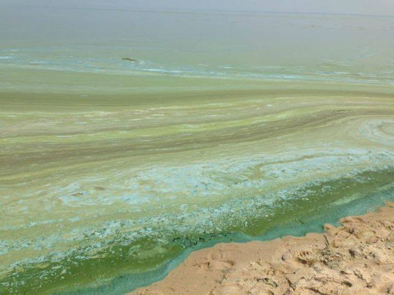 Містяни стурбовані: Київське море змінило колір  - фото 2