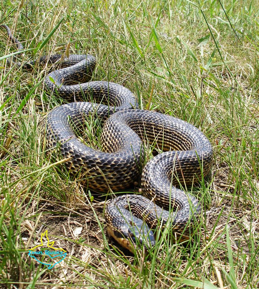 У Національному парку Одещини виявили одну з найбільших змій Європи - фото 1