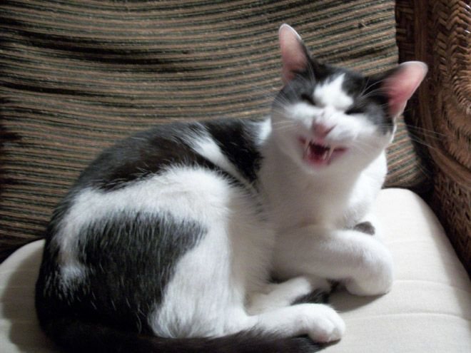 ТОП-15 котів, які не вміють посміхатися - фото 10