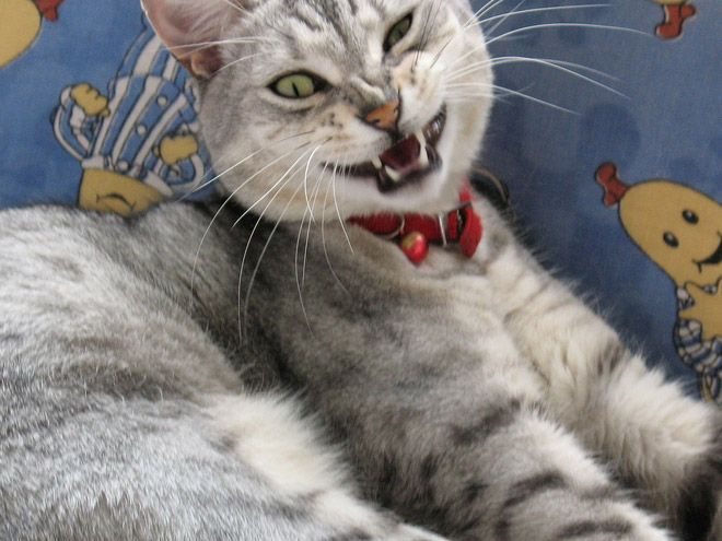 ТОП-15 котів, які не вміють посміхатися - фото 8