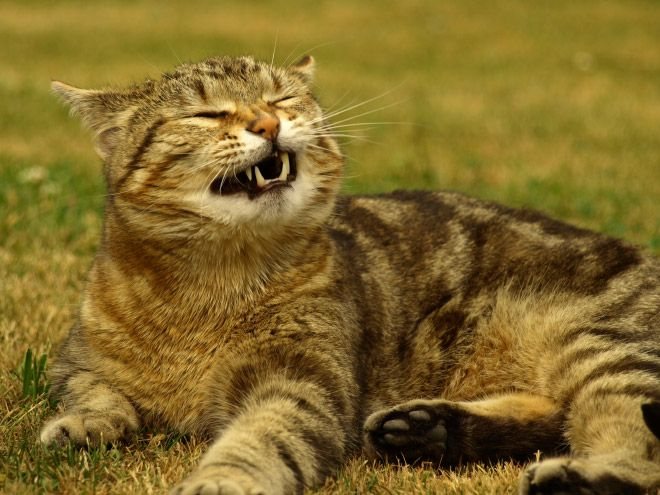 ТОП-15 котів, які не вміють посміхатися - фото 6