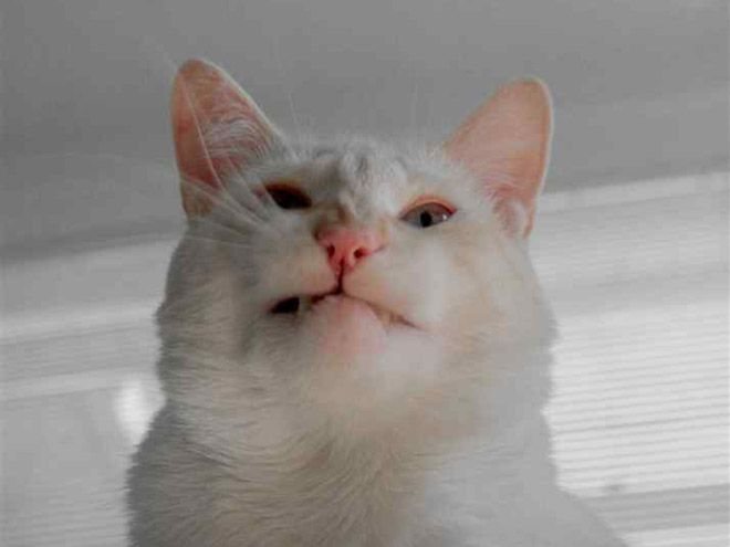 ТОП-15 котів, які не вміють посміхатися - фото 13