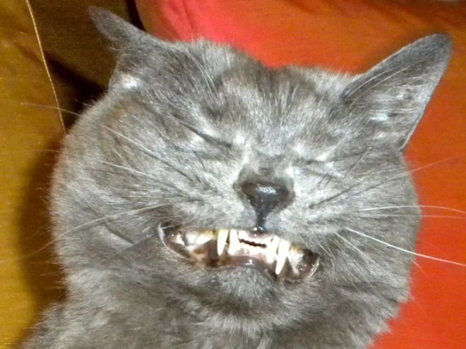 ТОП-15 котів, які не вміють посміхатися - фото 4