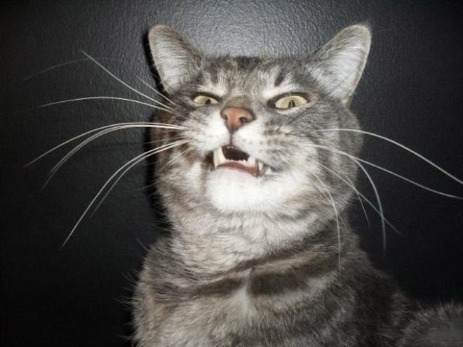 ТОП-15 котів, які не вміють посміхатися - фото 3