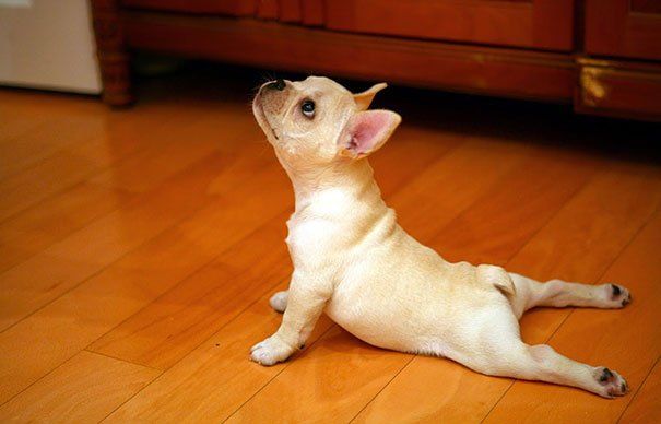 Бути у формі: 15 прикладів того, що тваринам теж потрібна йога - фото 1