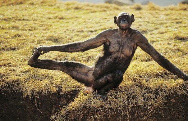 Бути у формі: 15 прикладів того, що тваринам теж потрібна йога - фото 14