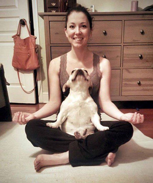 Бути у формі: 15 прикладів того, що тваринам теж потрібна йога - фото 12