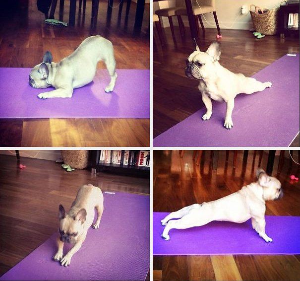 Бути у формі: 15 прикладів того, що тваринам теж потрібна йога - фото 6