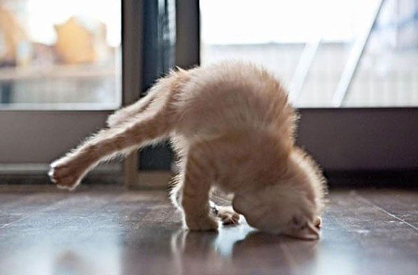 Бути у формі: 15 прикладів того, що тваринам теж потрібна йога - фото 4