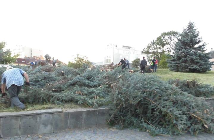 В Ужгородській мерії прокоментували скандал довкола вирубки дерев біля драмтеатру - фото 2
