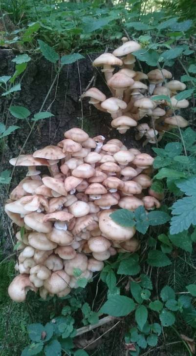 Туристи у Караптах не нарадуються - гриби рясніють навіть на деревах - фото 3