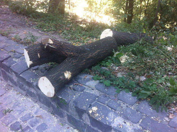 Кияни обурені: Біля столичної Пейзажки зрубали понад 160 дерев - фото 2
