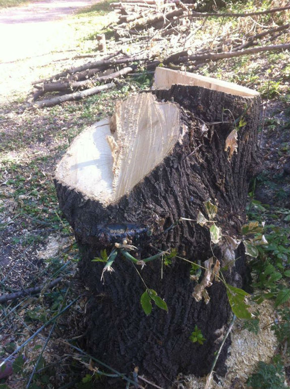 Дерева, що зрубали біля столичної Пейзажки, виявляється, були чагарником і сухостоєм - фото 1