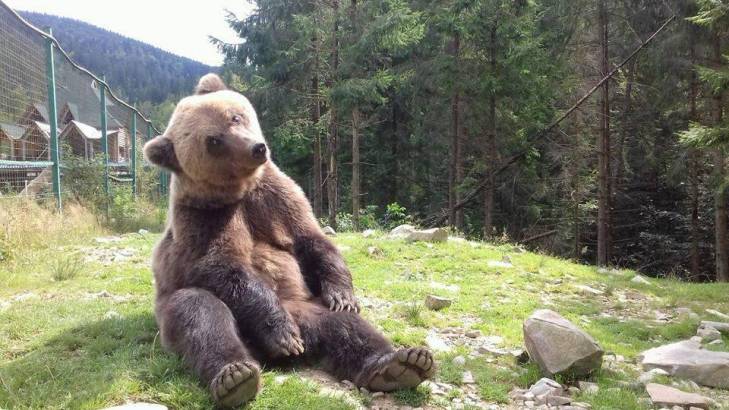 Як закарпатський ведмідь робить ранкову зарядку - фото 1