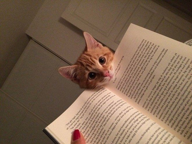Чому варто забути про читання, коли у вас є коти і собаки - фото 12
