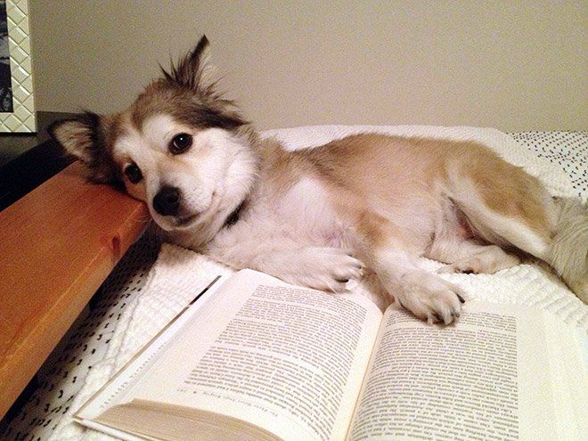 Чому варто забути про читання, коли у вас є коти і собаки - фото 11