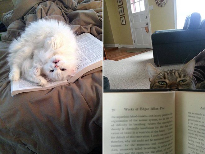 Чому варто забути про читання, коли у вас є коти і собаки - фото 10