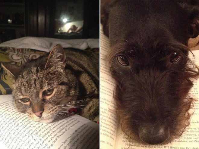 Чому варто забути про читання, коли у вас є коти і собаки - фото 9
