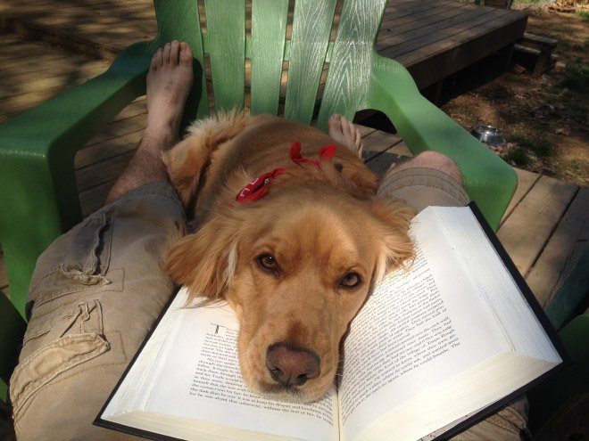 Чому варто забути про читання, коли у вас є коти і собаки - фото 8