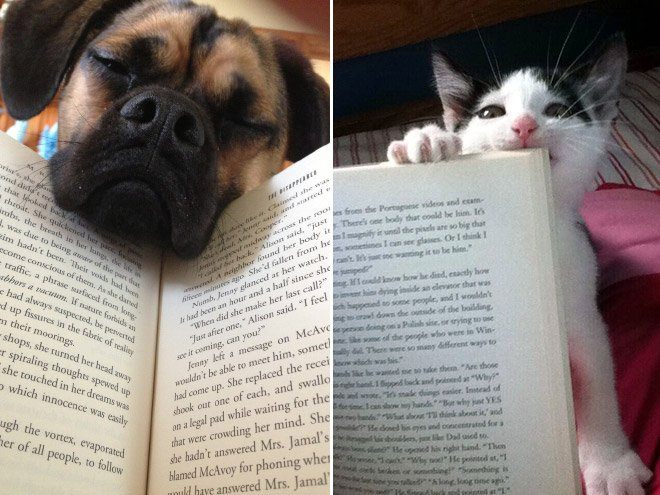 Чому варто забути про читання, коли у вас є коти і собаки - фото 7