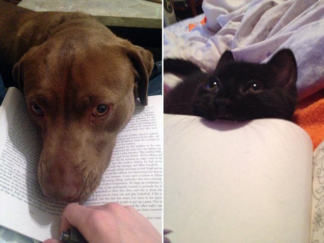 Чому варто забути про читання, коли у вас є коти і собаки - фото 6