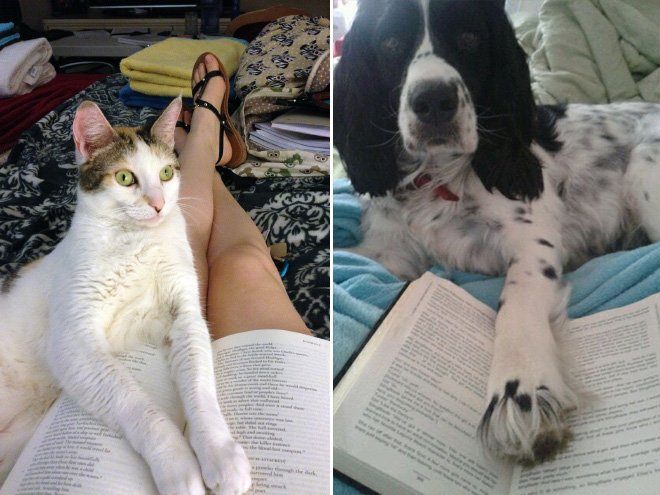Чому варто забути про читання, коли у вас є коти і собаки - фото 5