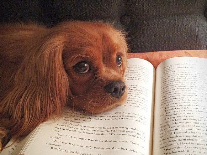Чому варто забути про читання, коли у вас є коти і собаки - фото 4