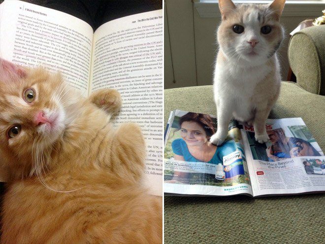 Чому варто забути про читання, коли у вас є коти і собаки - фото 3
