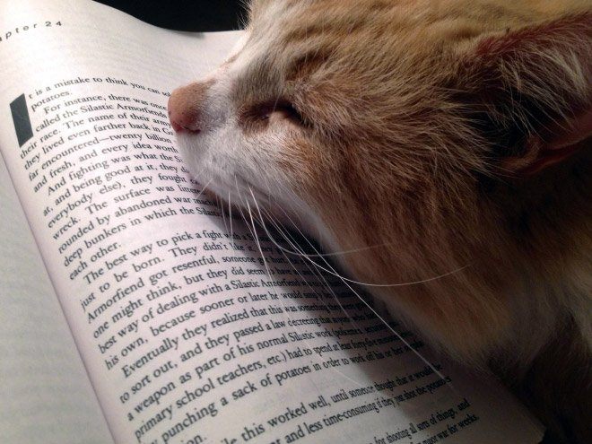 Чому варто забути про читання, коли у вас є коти і собаки - фото 1