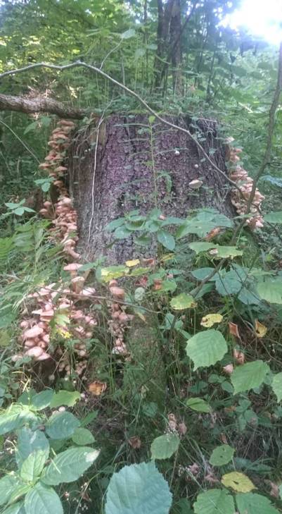 Туристи у Караптах не нарадуються - гриби рясніють навіть на деревах - фото 1