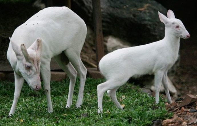Як неймовірно виглядають тварини альбіноси - фото 3