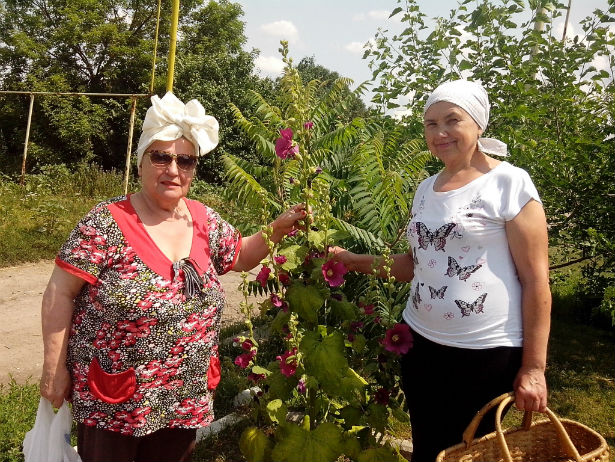 Сумські жінки збирають цілющі трави на чай для бійців АТО (ФОТОФАКТ) - фото 1