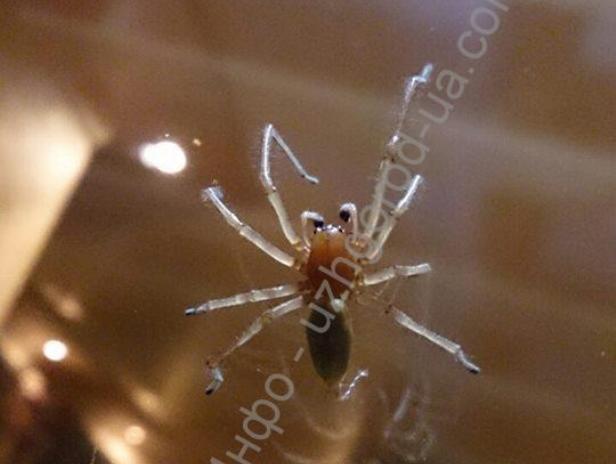 На Закарпатті завелися одні з найотруйніших павуків у світі - фото 1