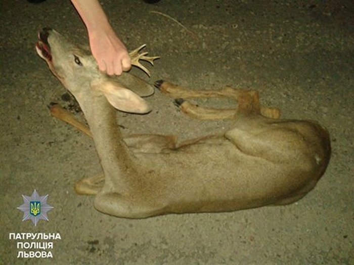 Як львівські копи рятували дикого звіра (ФОТО) - фото 1