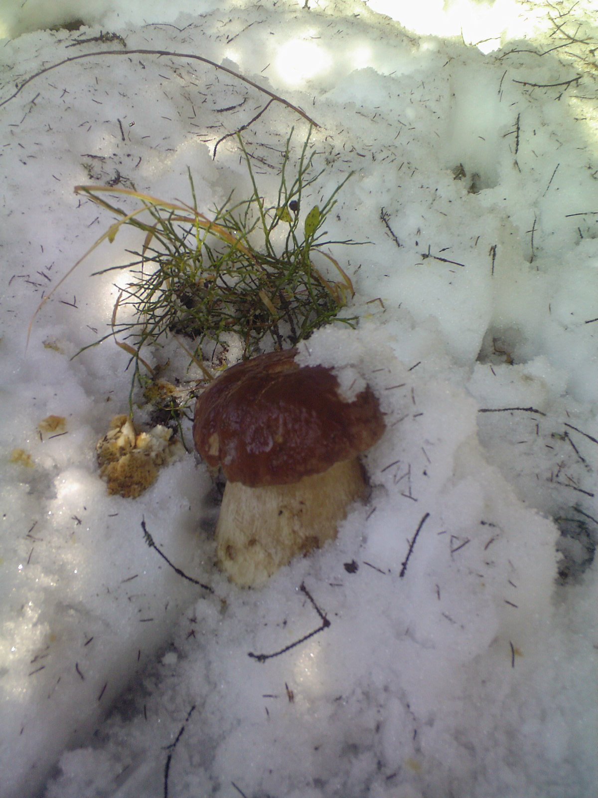 На Закарпатті цими днями збирають гриби з-під снігу - фото 1