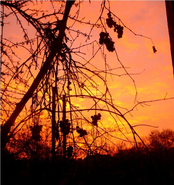 Андріївський захід сонця вразив ужгородців  - фото 3