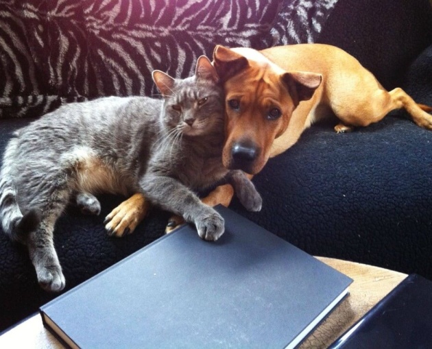 Як зворушливо можуть дружити коти і собаки - фото 13
