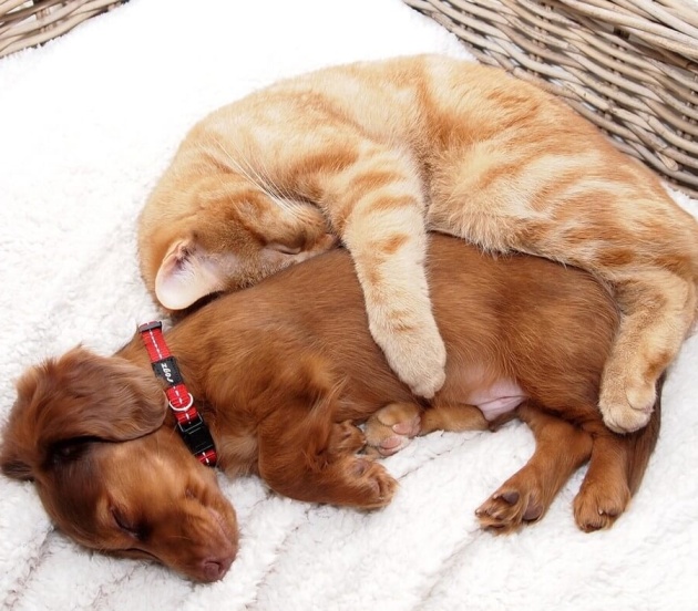 Як зворушливо можуть дружити коти і собаки - фото 9