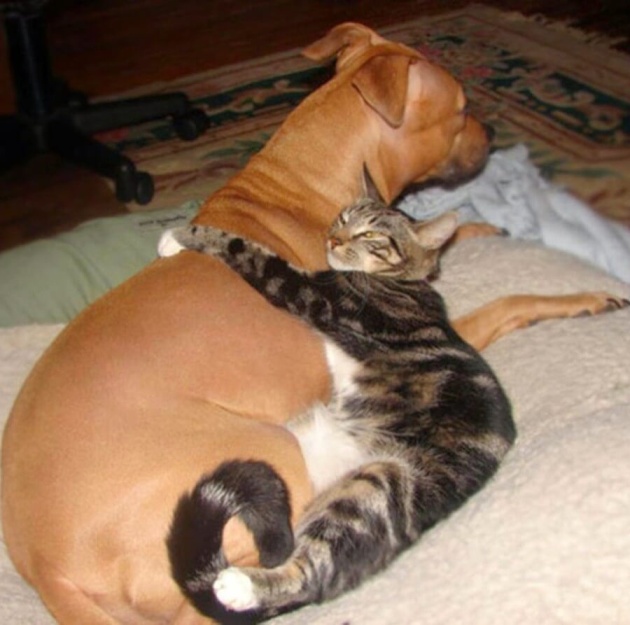 Як зворушливо можуть дружити коти і собаки - фото 8