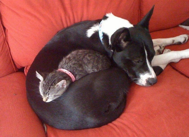 Як зворушливо можуть дружити коти і собаки - фото 6