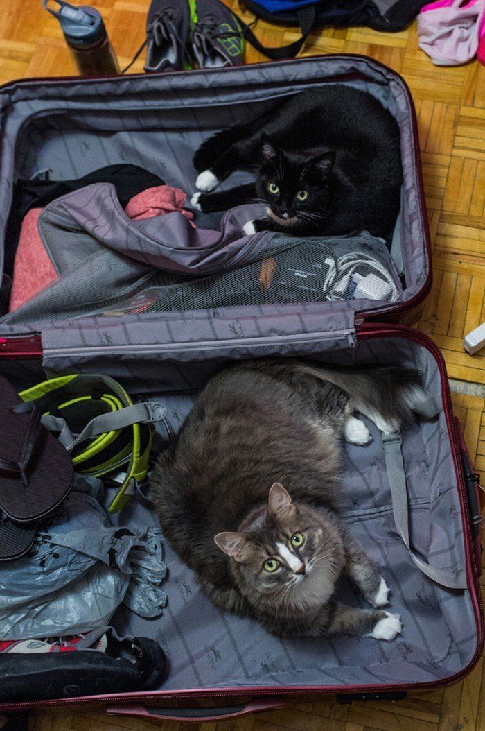 Чому власникам тварин варто перевіряти валізи перед відпусткою - фото 13