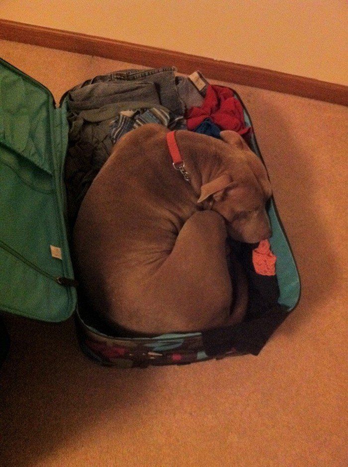 Чому власникам тварин варто перевіряти валізи перед відпусткою - фото 12