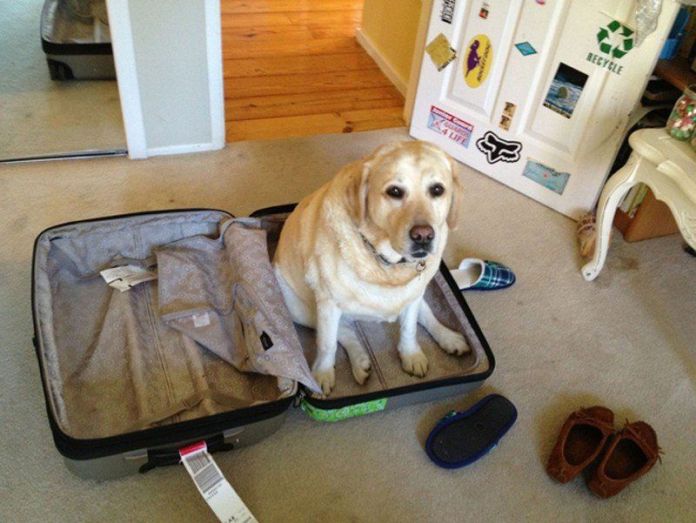 Чому власникам тварин варто перевіряти валізи перед відпусткою - фото 11