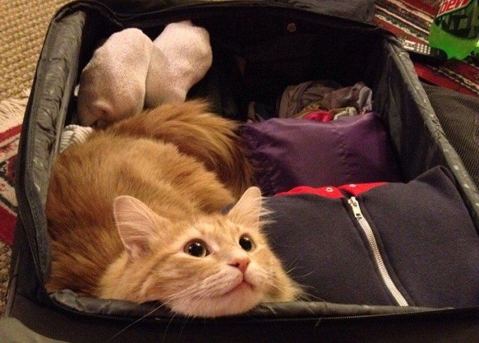 Чому власникам тварин варто перевіряти валізи перед відпусткою - фото 10