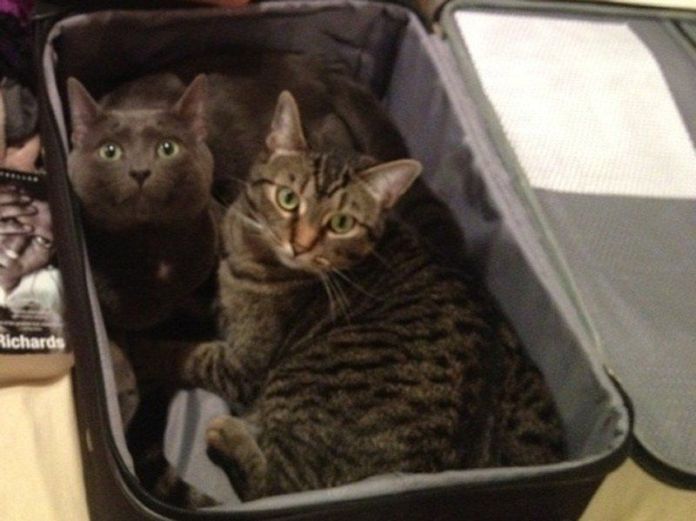 Чому власникам тварин варто перевіряти валізи перед відпусткою - фото 9