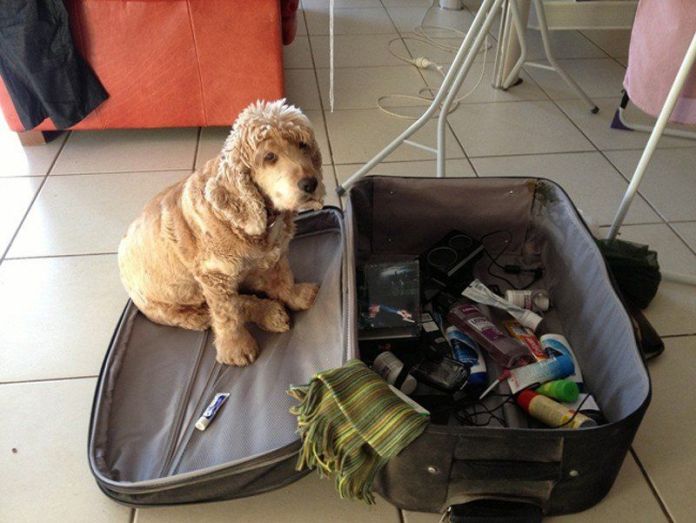 Чому власникам тварин варто перевіряти валізи перед відпусткою - фото 8