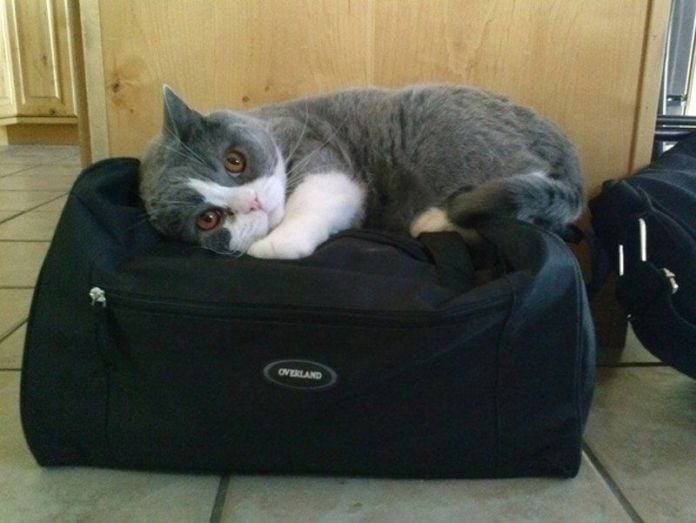 Чому власникам тварин варто перевіряти валізи перед відпусткою - фото 7
