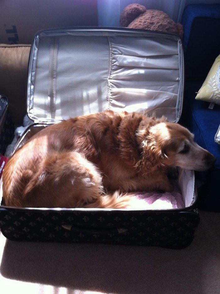 Чому власникам тварин варто перевіряти валізи перед відпусткою - фото 6